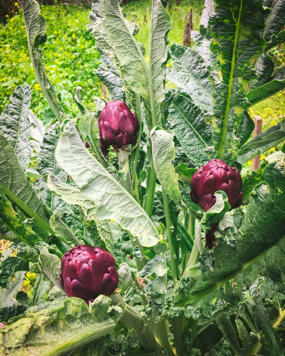 An artichoke plant growing purple artichokes.