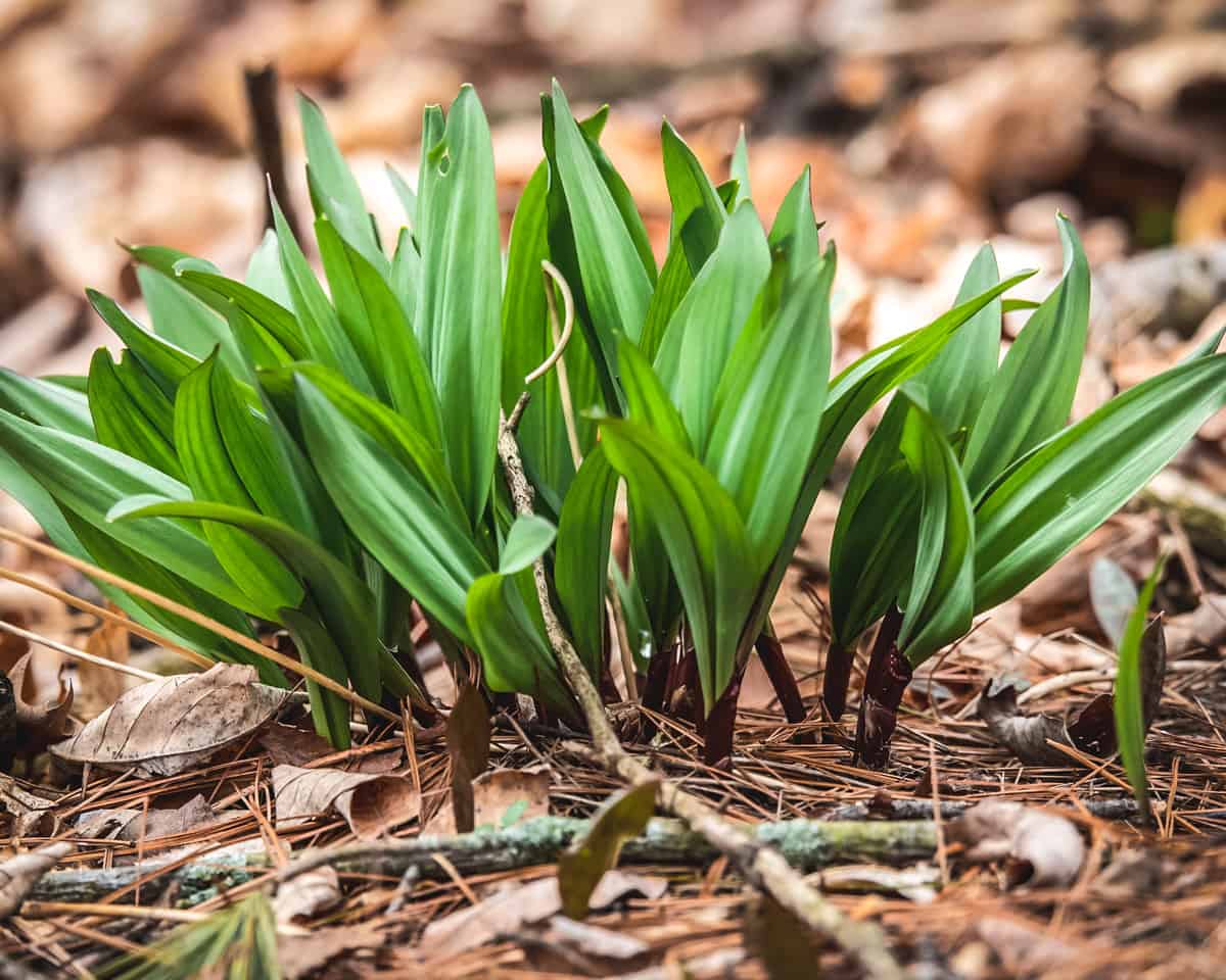 A cluster of ramps growing in a wooded area. 