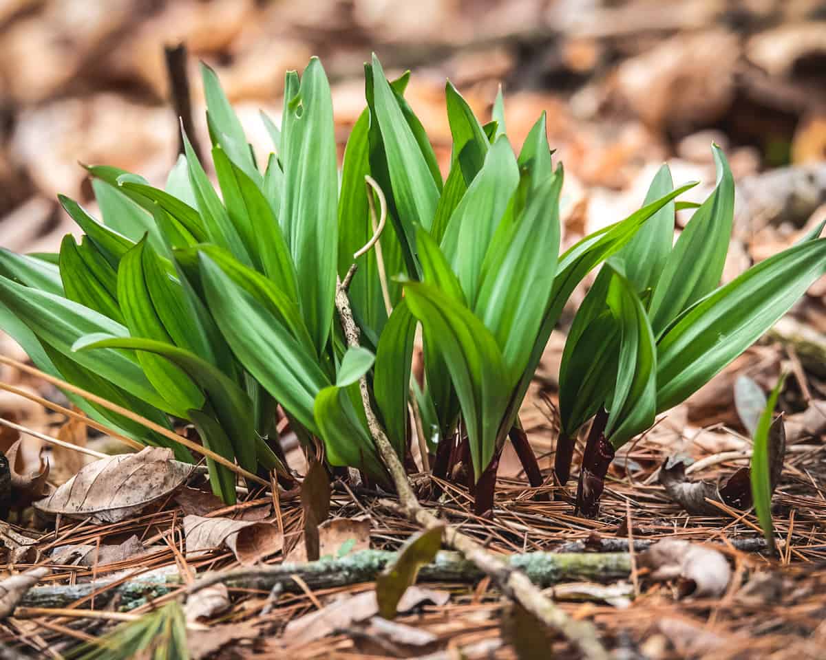 A cluster of ramps growing in a wooded area.