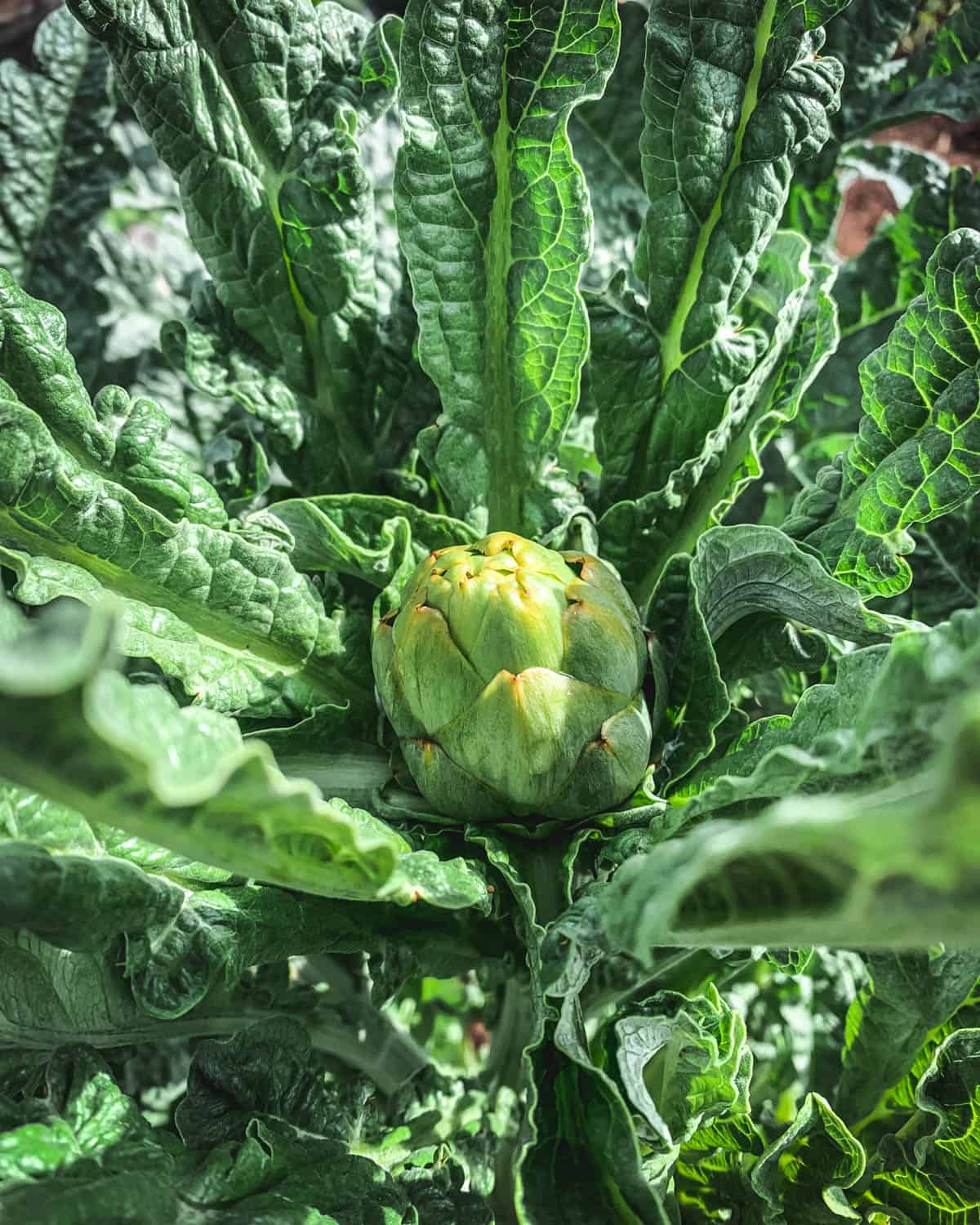 A small artichoke growing low on the stalk, with leaves surrounding it. 