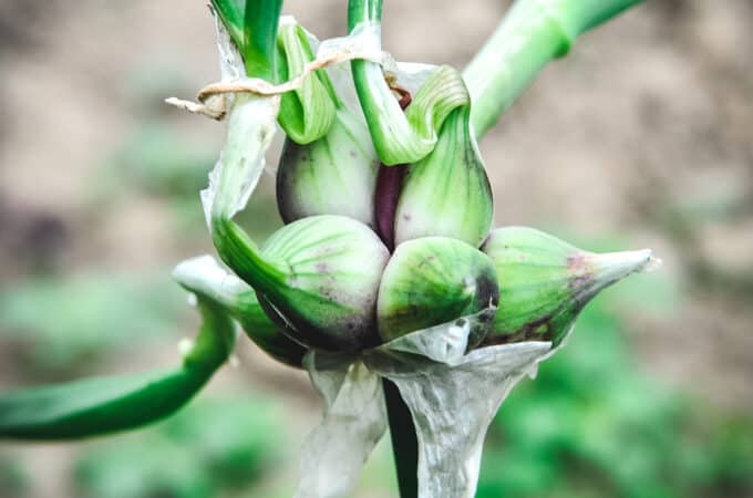 Walking onion bulbs, shown in a cluster at the top of the plant, while each new bulb has upward shooting sprouts.