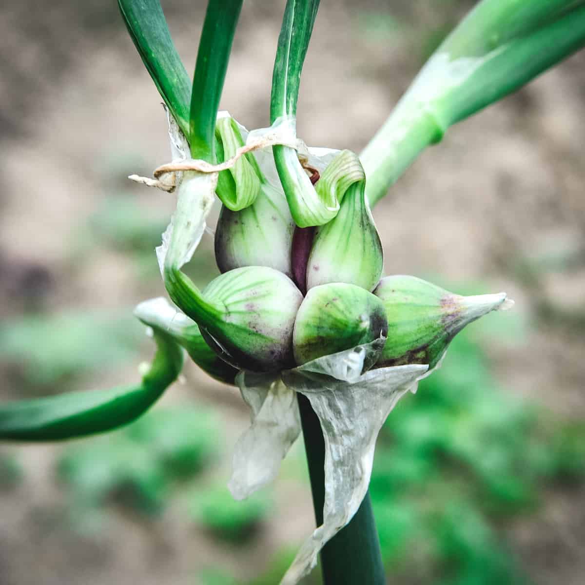 Walking onion bulbs, shown in a cluster at the top of the plant, while each new bulb has upward shooting sprouts.