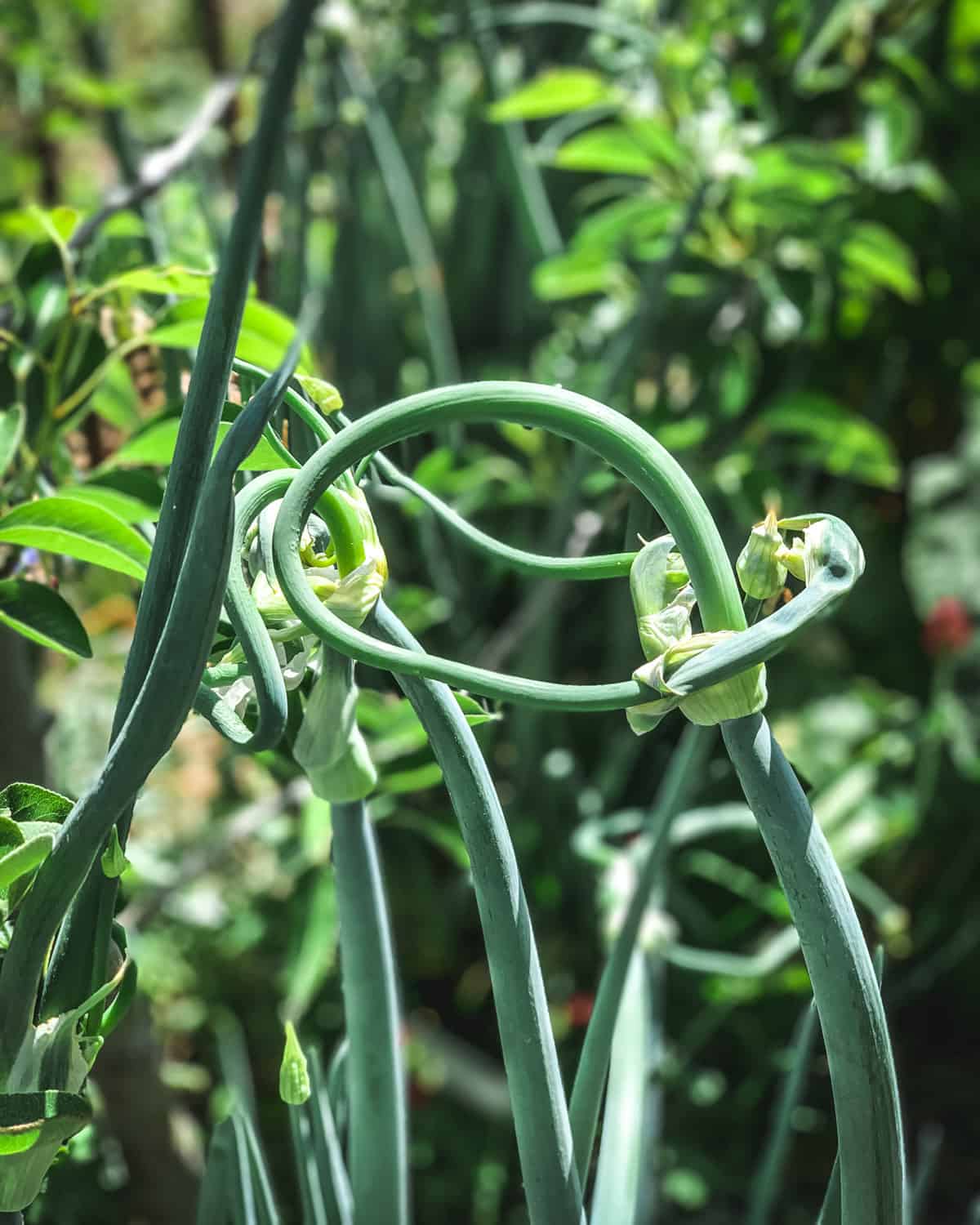 A walking onion top with a bulb and a curly top sprouting out of it.