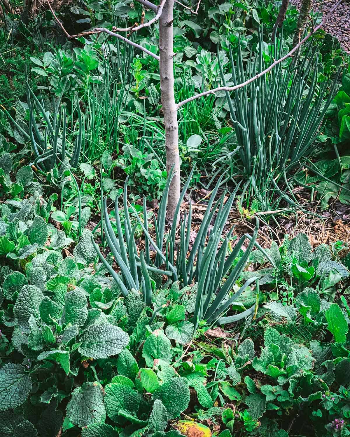 Walking onions growing on the ground of a permaculture forest garden.