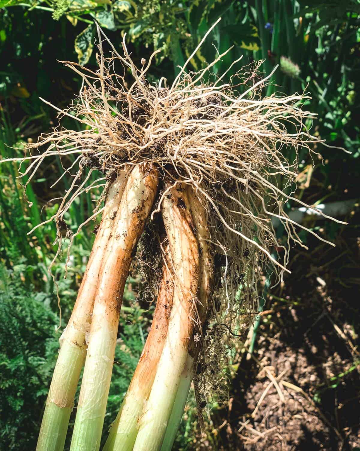 The roots and underground section of a walking onion, which look similar to large green onions.