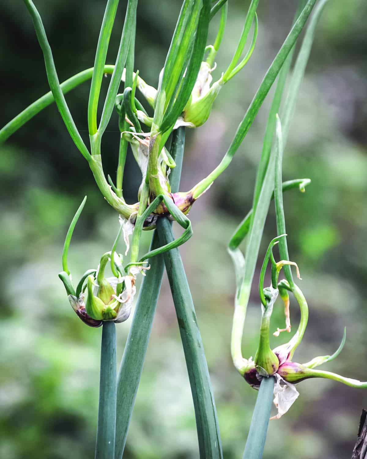 Topset bulbs on a walking onion plant.