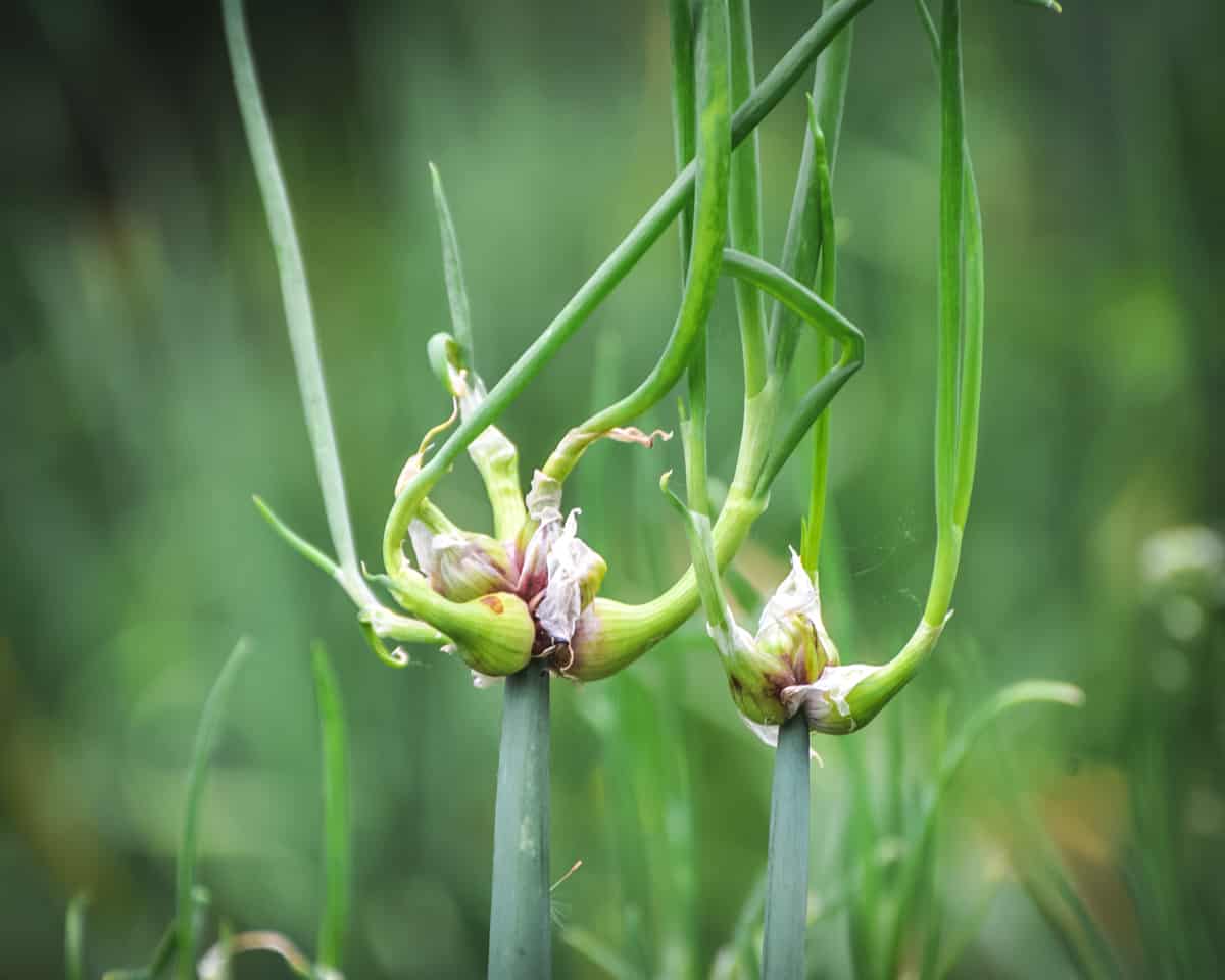 Waling onion topset bulbs with green shoots growing straight up out of them.