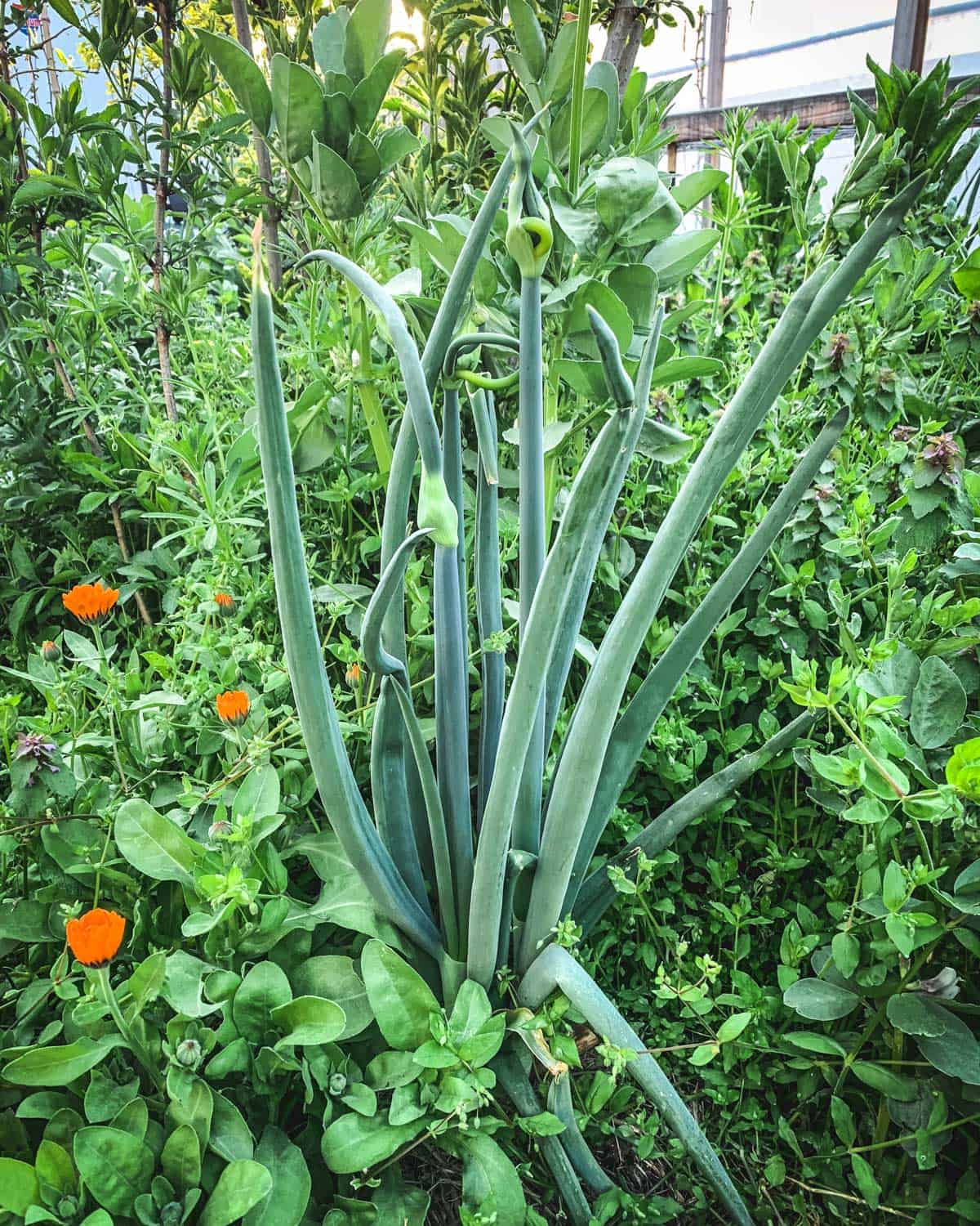 Walking onions growing green stalks up from the ground in a garden.