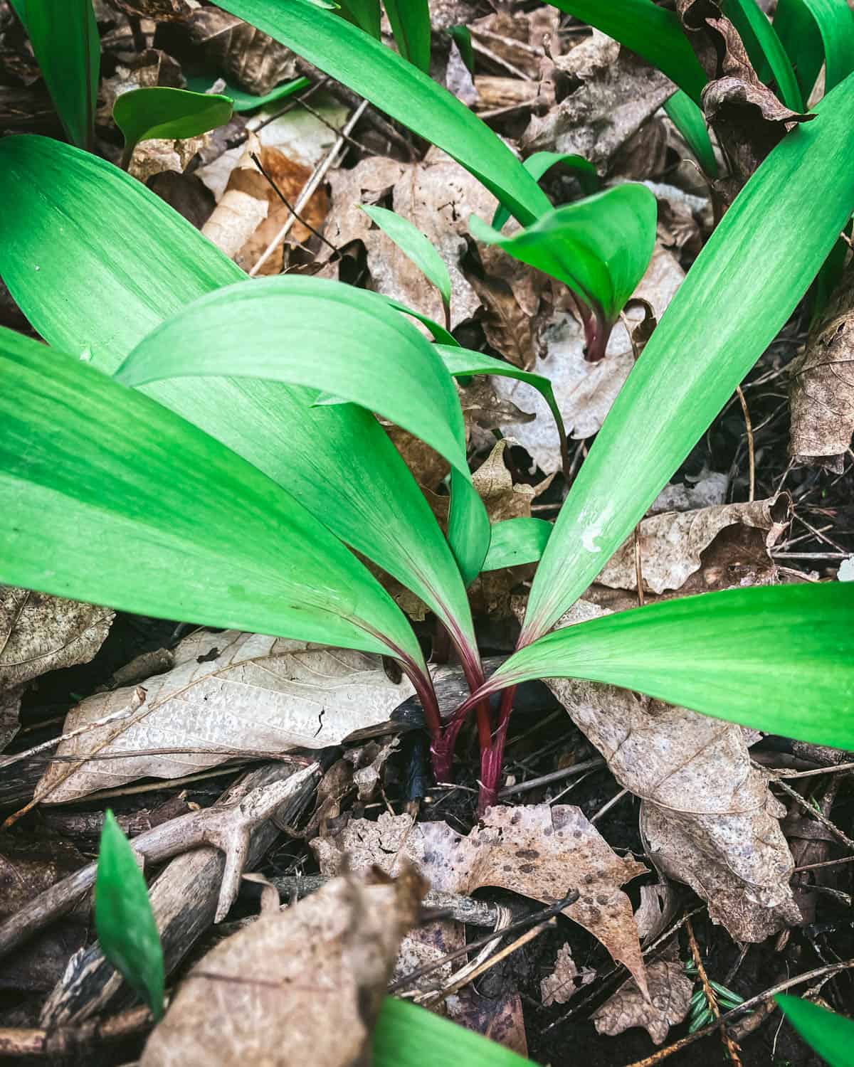 A close up of wild ramps showing green leaves and a red-purple stem. 