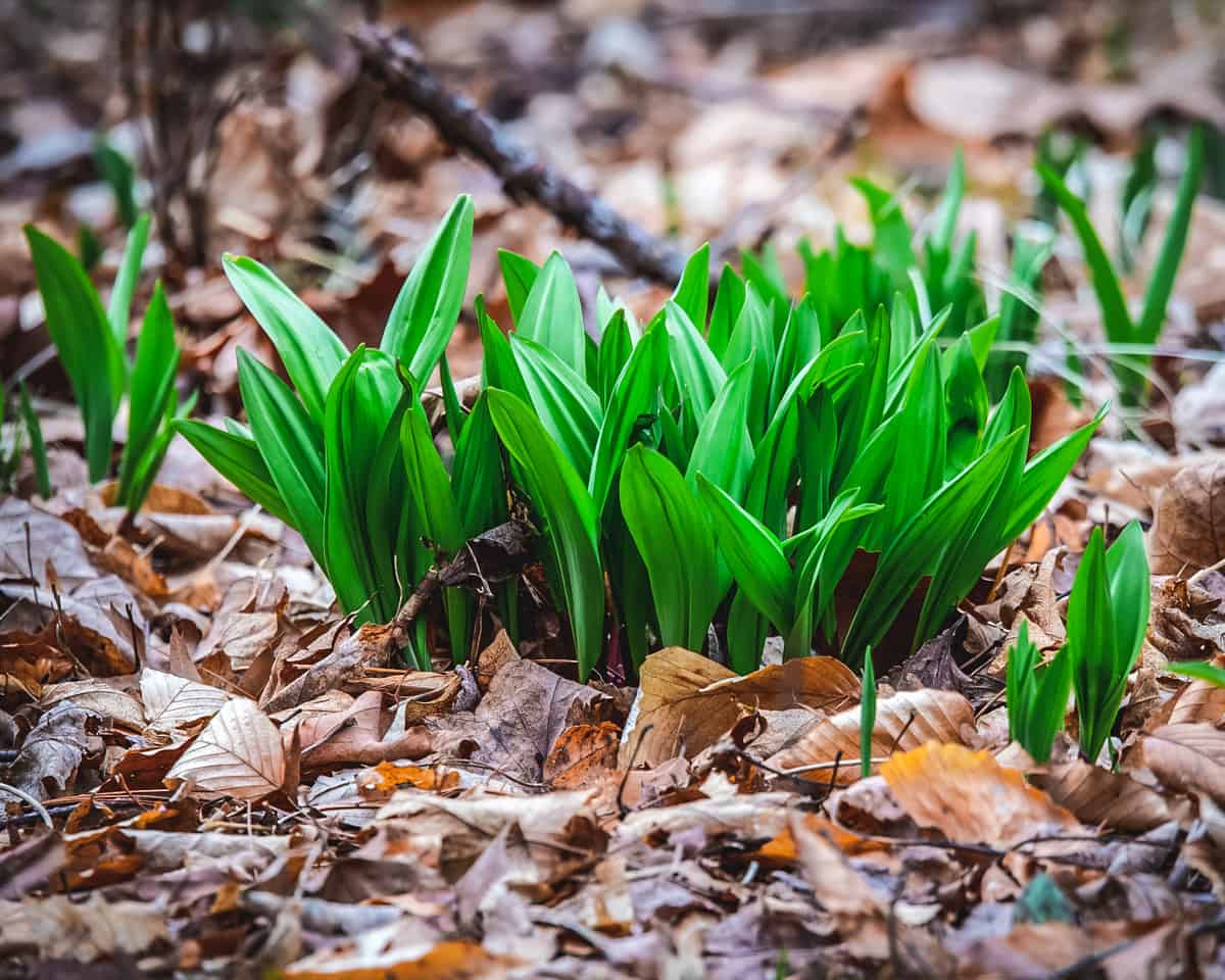 A cluster of ramps growing in a wooded area. 