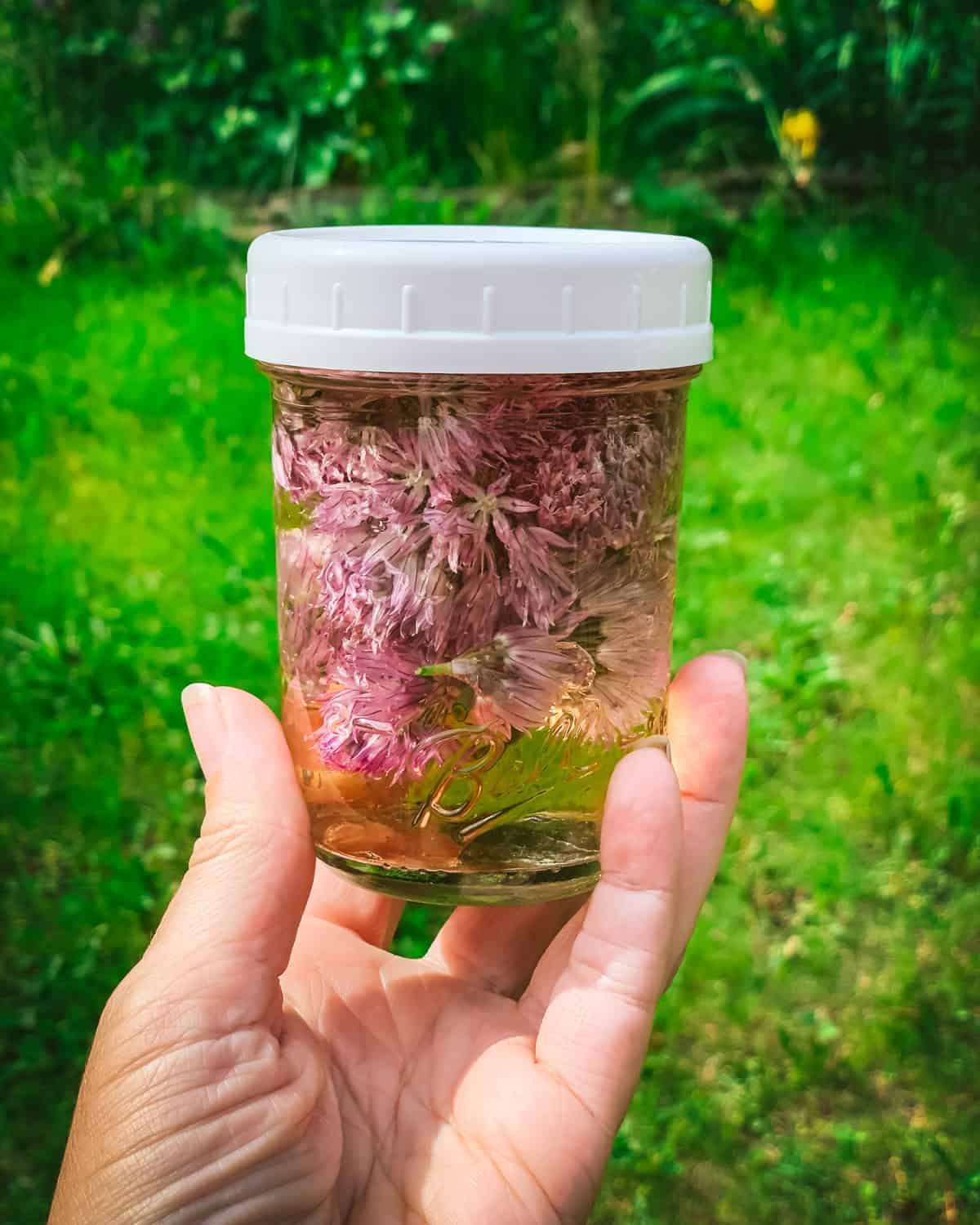 A jar with a lid containing purple chive blossoms and clear vinegar. 