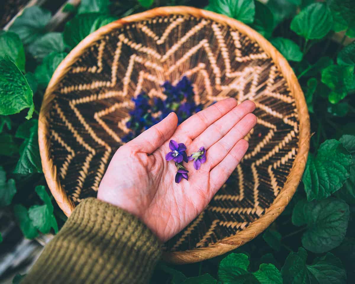 A hand holding wild violet flowers above a basket outside with greens in the background.