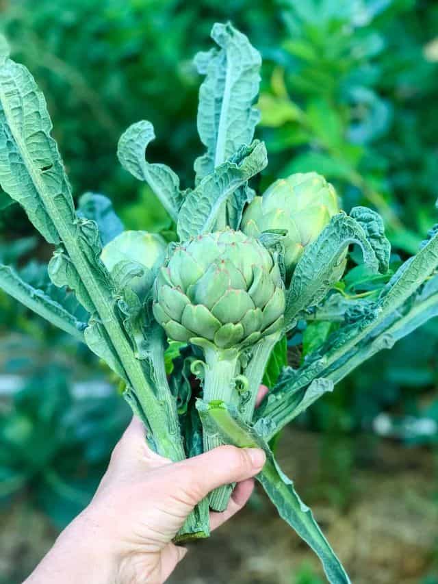How to Grow Artichokes From Seed Grow Forage Cook Ferment