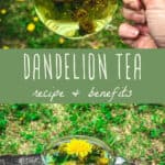 Dandelion Tea Recipe & Benefits