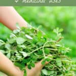 Foraging Purslane & Purslane Medicinal Uses