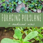 Foraging Purslane & Purslane Medicinal Uses