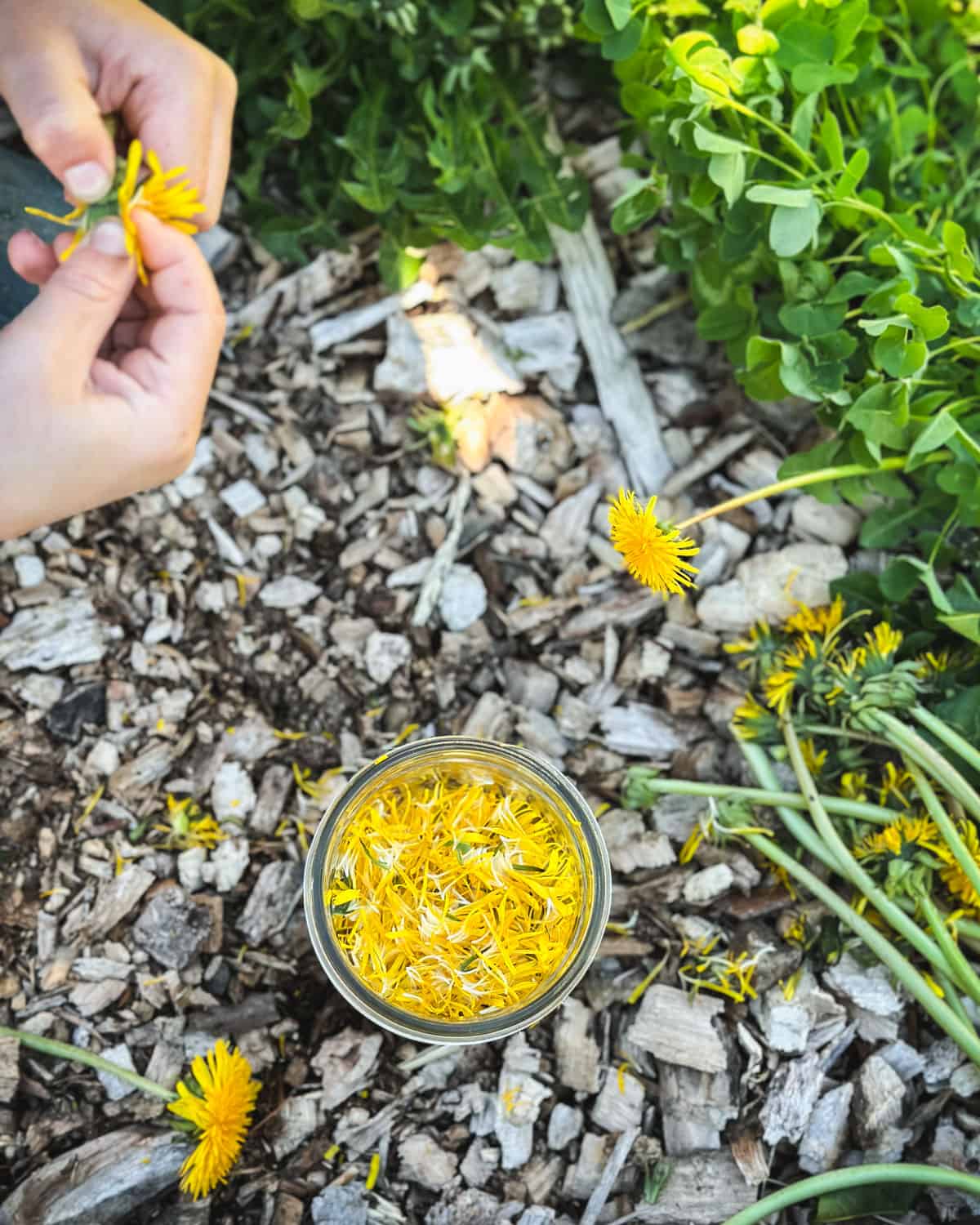 A jar sitting outside with hands plucking dandelion petals and placing them in the jar. 