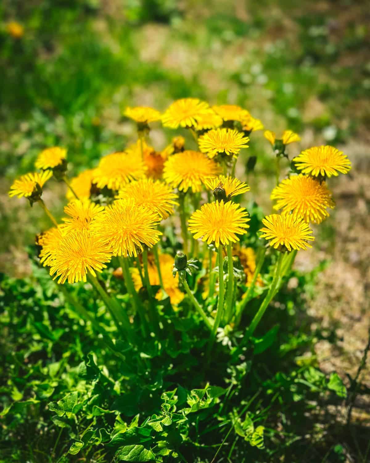 A cluster of dandelion flowers growing.