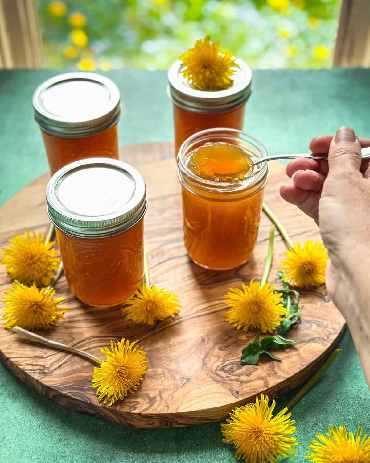 4 jars of dandelion honey on a wooden cutting board sitting on a green surface with a window in the background. One jar is opened and a spoon is lifting out some jelly, and fresh dandelion flowers are sprinkled. 