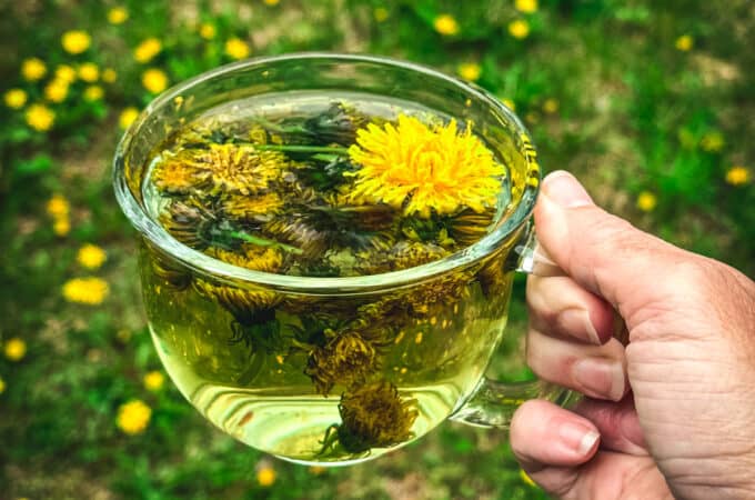 A hand holding a clear mug of dandelion tea with fresh dandelions steeping in it, over a background of grass with tons of dandelions growing.
