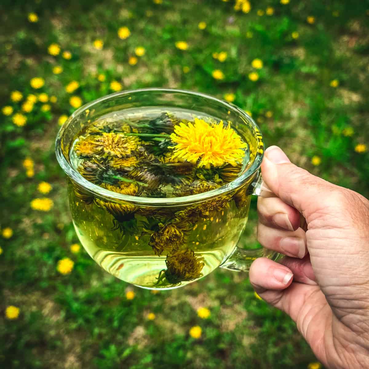 A hand holding a clear mug of dandelion tea with fresh dandelions steeping in it, over a background of grass with tons of dandelions growing.