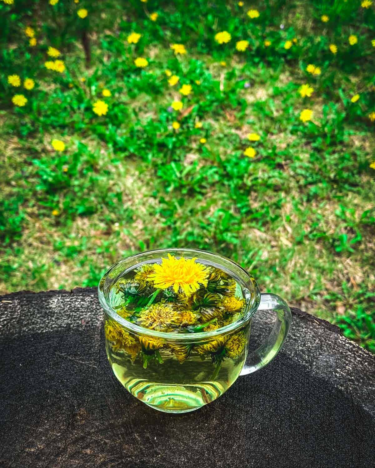 A clear mug of dandelion tea sitting outside on a tree stump with a background of grass with lots of dandelions blooming. 