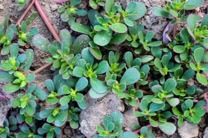 Purslane with red stems and succulent-like green leaves stretching along rocks.