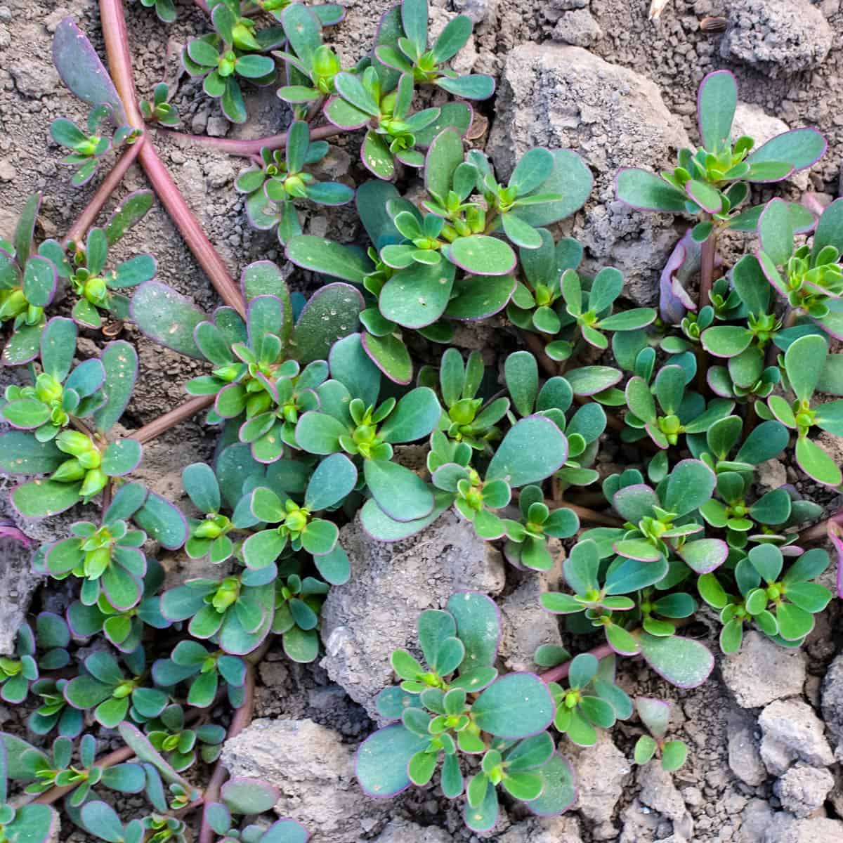 Purslane with red stems and succulent-like green leaves stretching along rocks. 