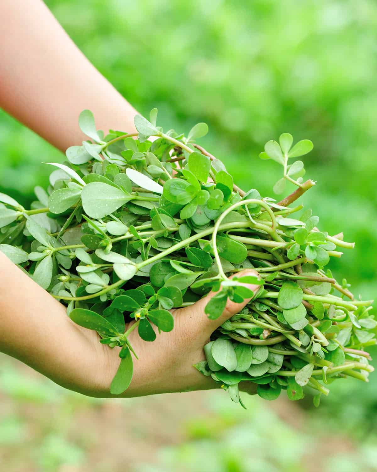 Hands holding a large harvest of common purslane.