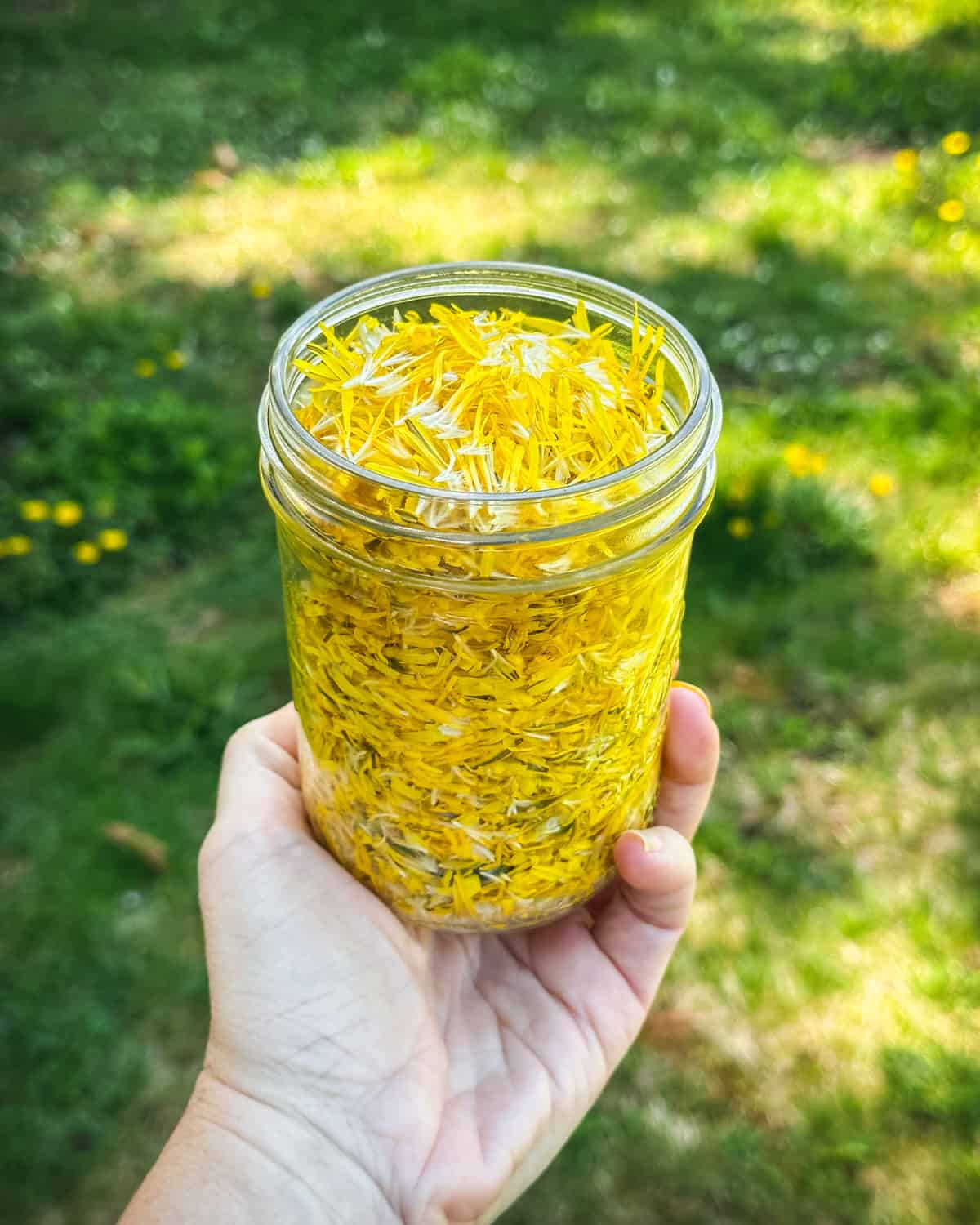 A hand holding a jar of fresh dandelion petals with grass and sun in the background.