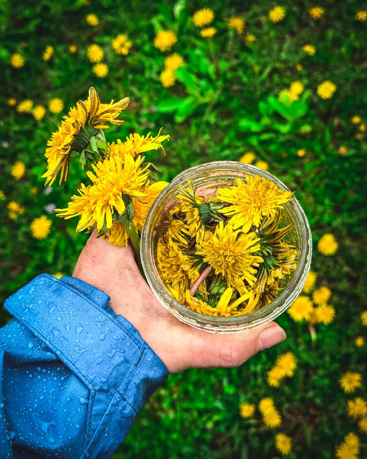 A hand holding a jar of freshly foraged dandelion flowers with a background of grass with many dandelion flowers blooming. 