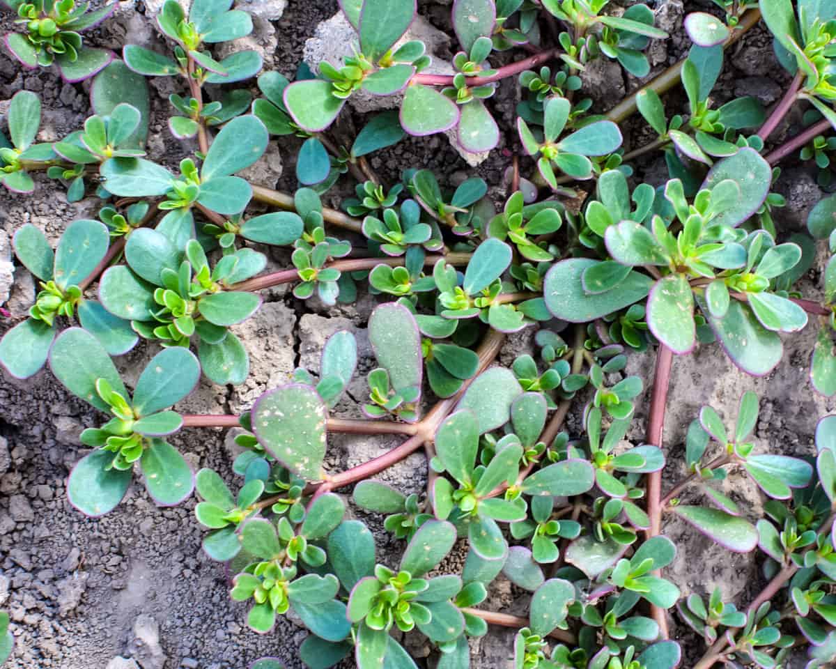 Purslane with red stems growing in gravely soil and over concrete.