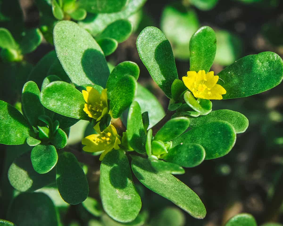 Purslane with small yellow flowers.