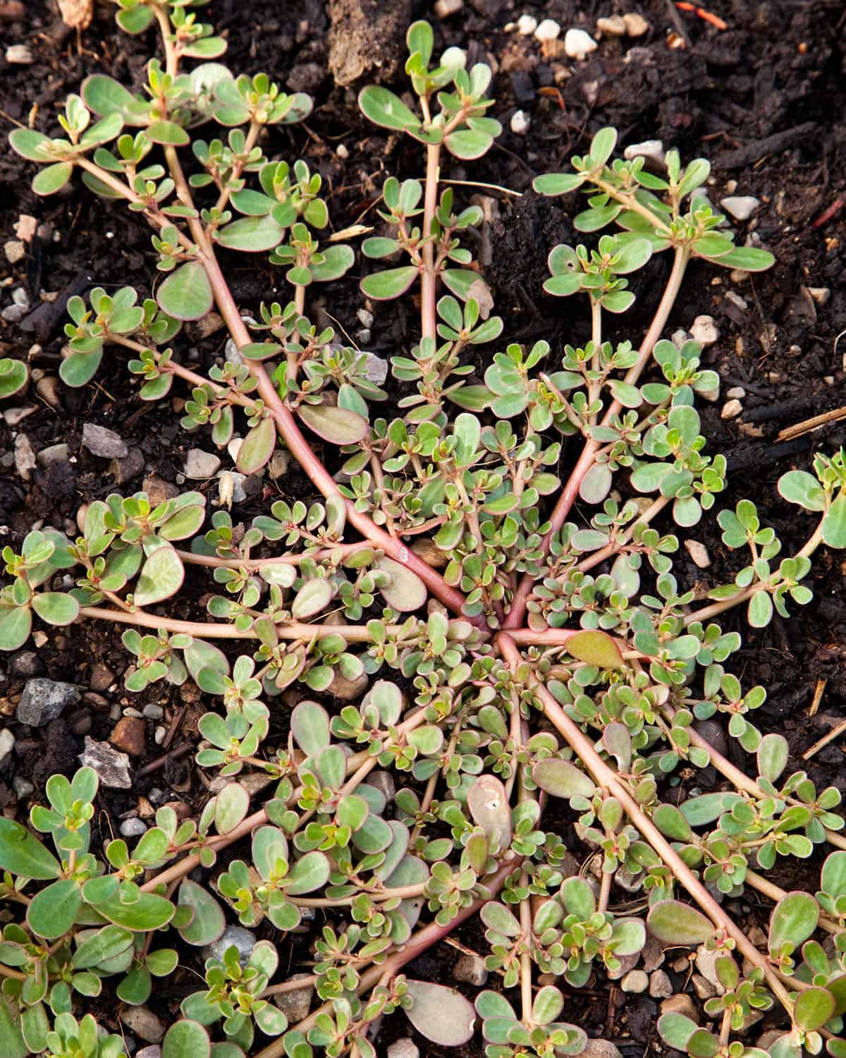 A low growing purslane plant with red stems and green succulent leaves.