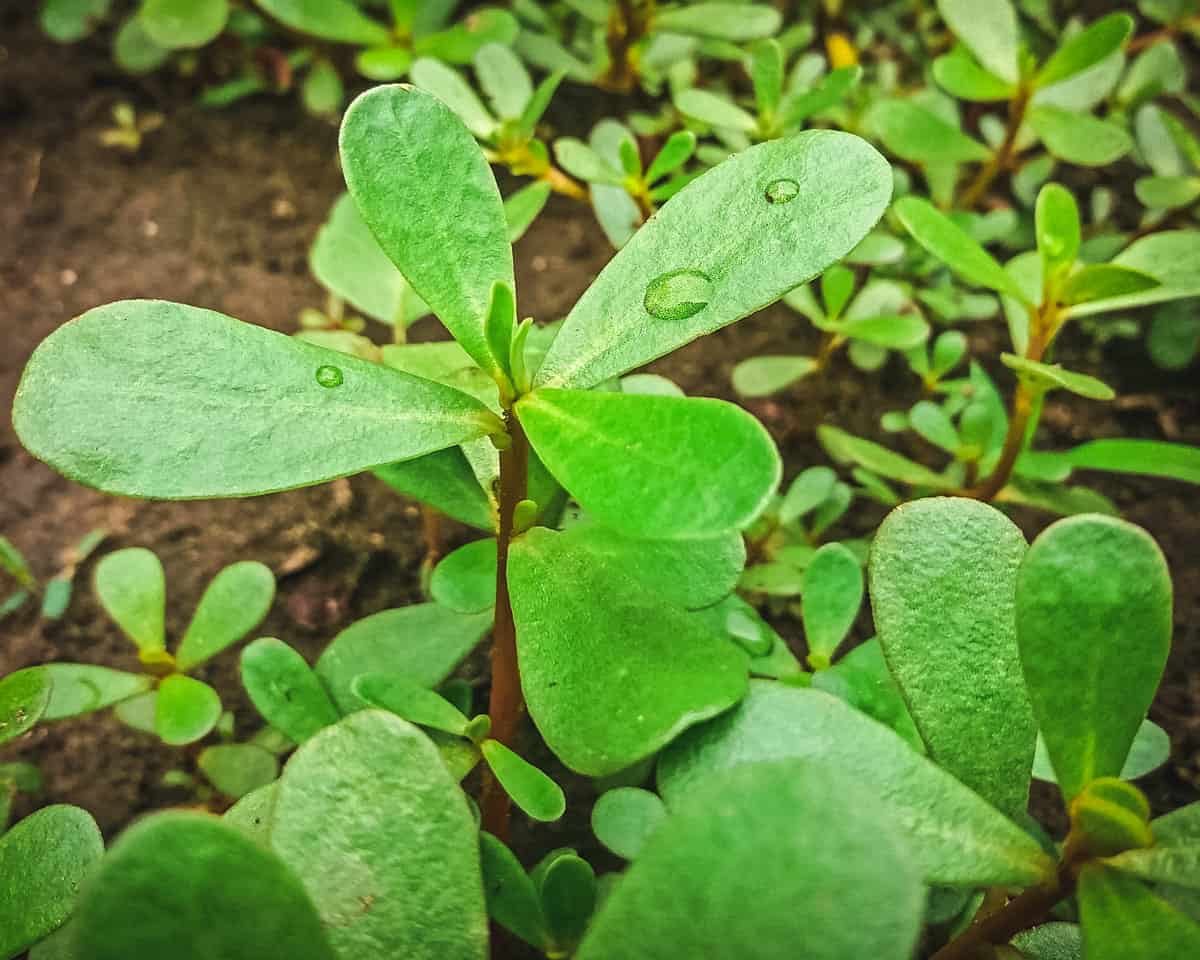 Purslane growing in a garden, with larger leaves.