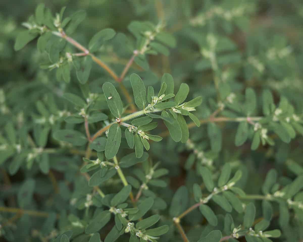 A close up of spotted spurge plant. 