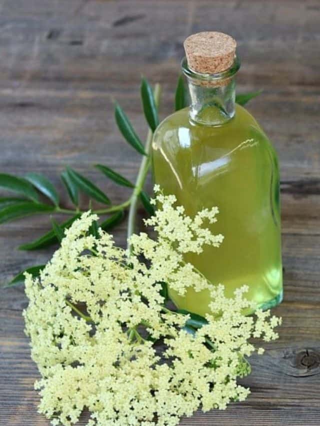 How to Make Elderflower Liqueur (St. Germain Liqueur) Grow Forage