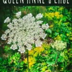 Foraging Queen Anne's Lace