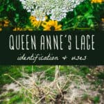 Queen Anne's Lace Uses & Identification