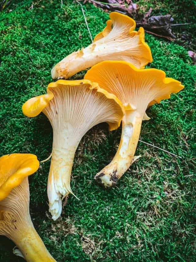 Chanterelle Mushroom Identification & Lookalikes Grow Forage Cook
