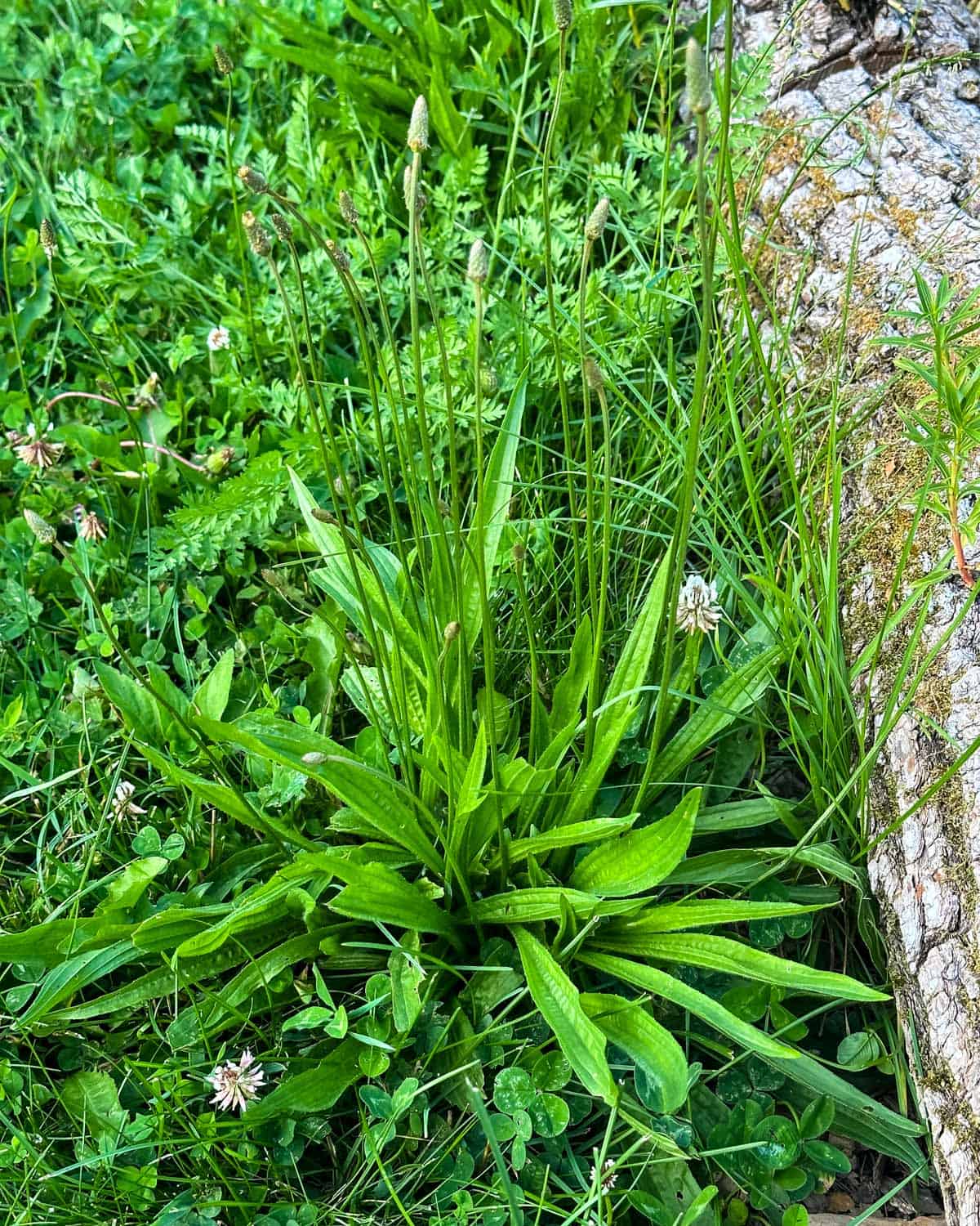 Narrow leaf plantain growing in a green grassy area.