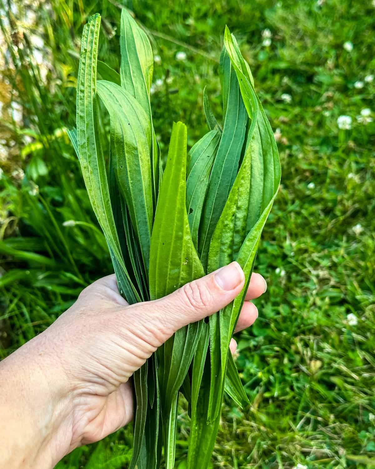 Foraged narrow leaf plantain plant in a hand.