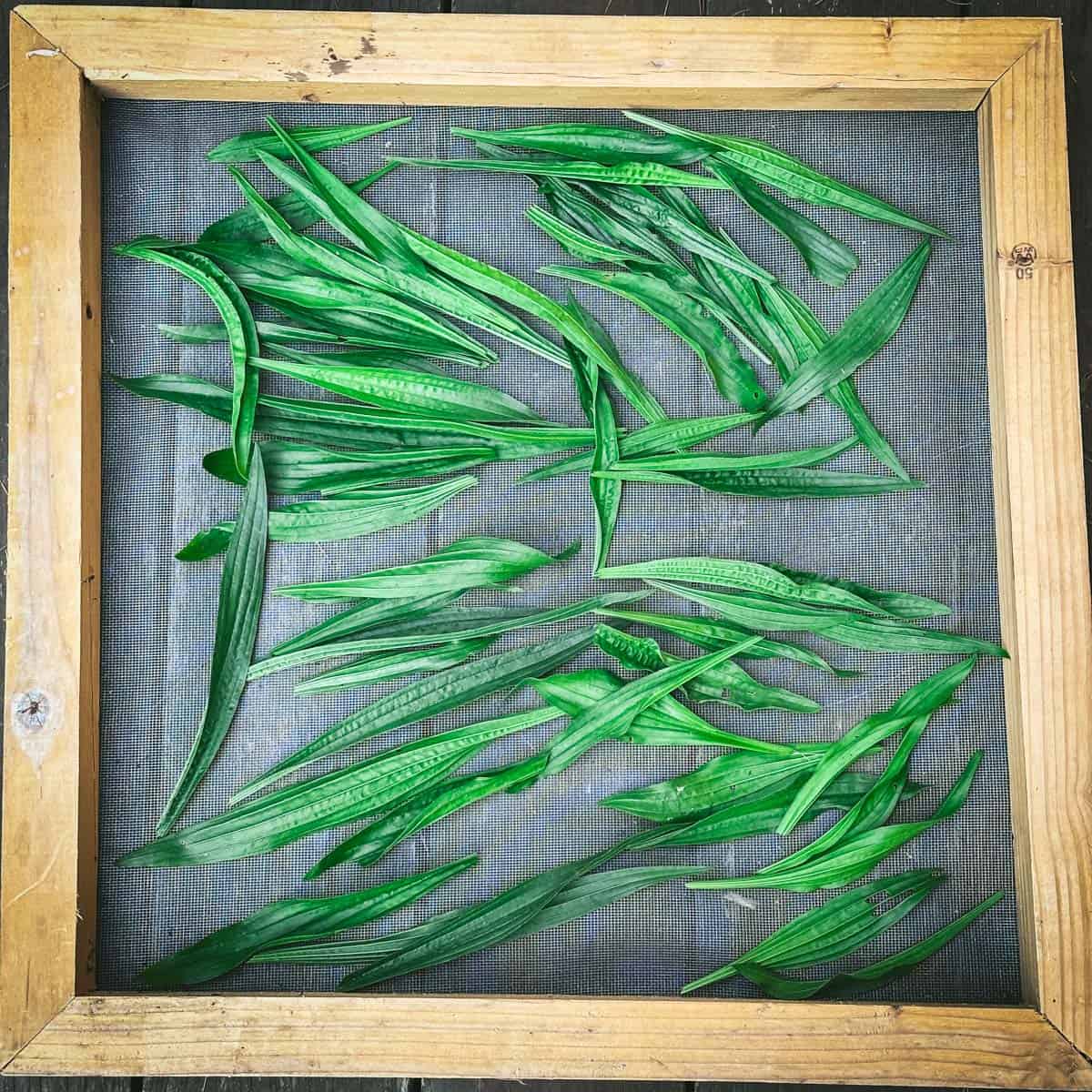 Plantain leaves drying on a screen. 