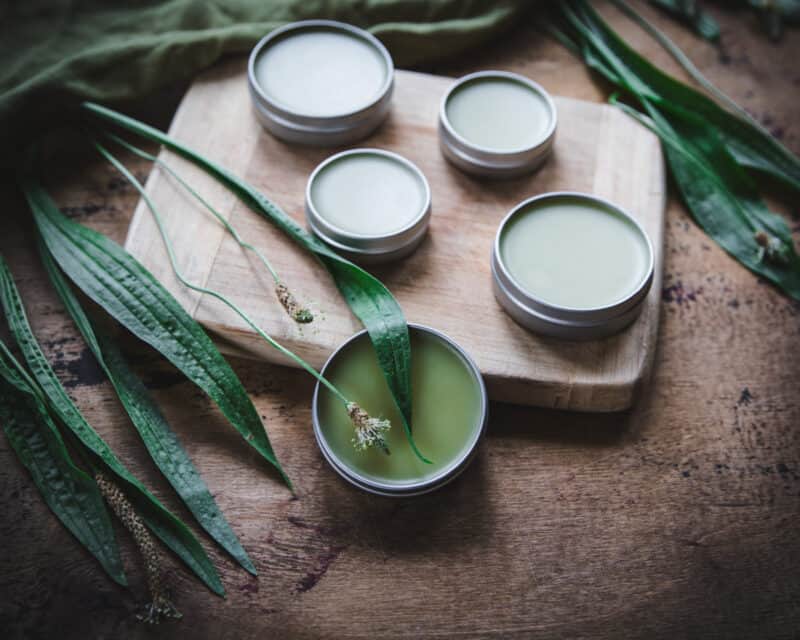 Finished plantain salve in tins ready to use on a wood surface, surrounded by fresh plantain leaves and blooms.