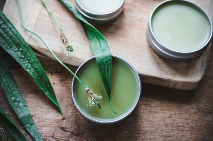 Several tins of plantain salve on a wood surface with plantain leaves and a bloom surrounding.