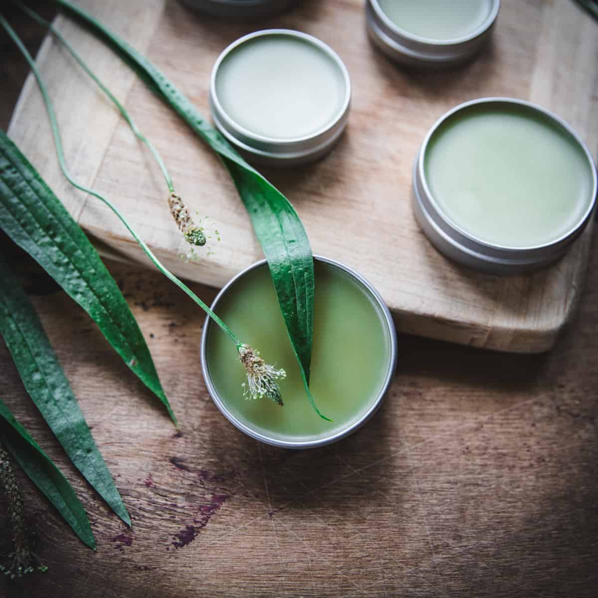 Several tins of plantain salve on a wood surface with plantain leaves and a bloom surrounding. 