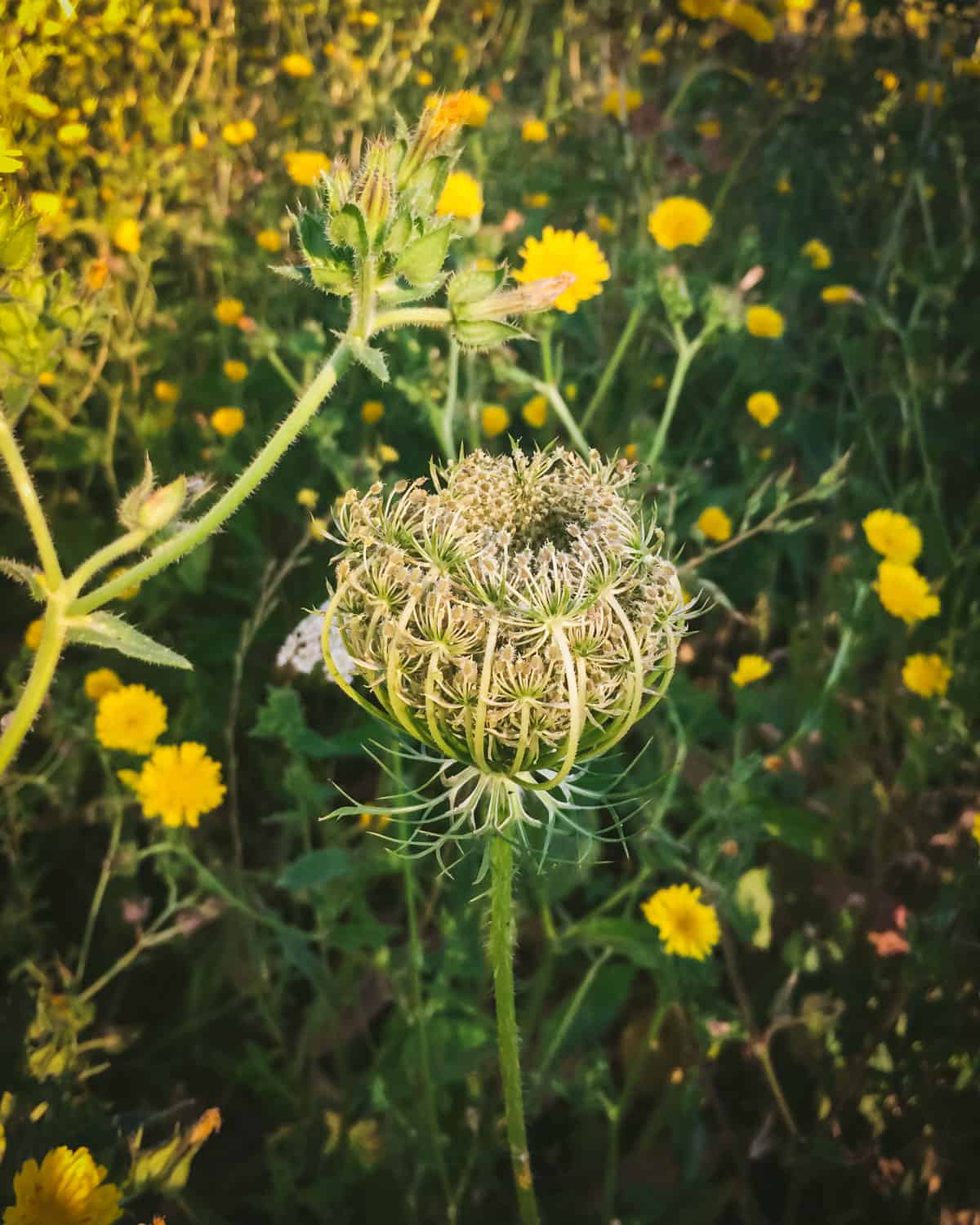 A Queen Anne's lace flower closed up in a bird's nest shape, with green grass and yellow flowers in the background. 