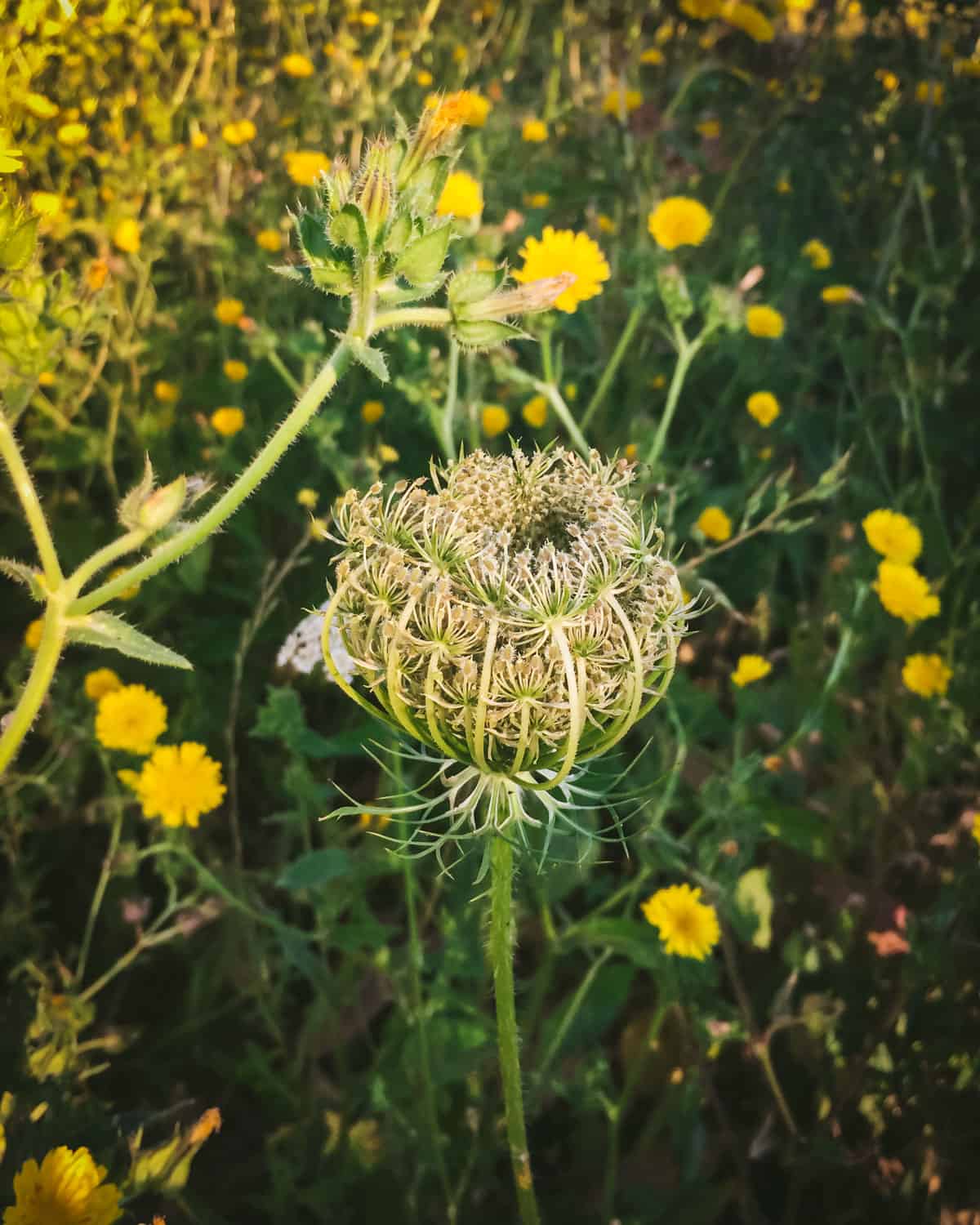 Foraging Queen Anne's Lace: Identification, Look-alikes, and Uses