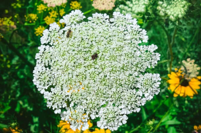 Top view of a Queen Anne's Lace flower with it's signature black dot in the middle, with green grass, more QAL, and yellow flowers in the back ground.