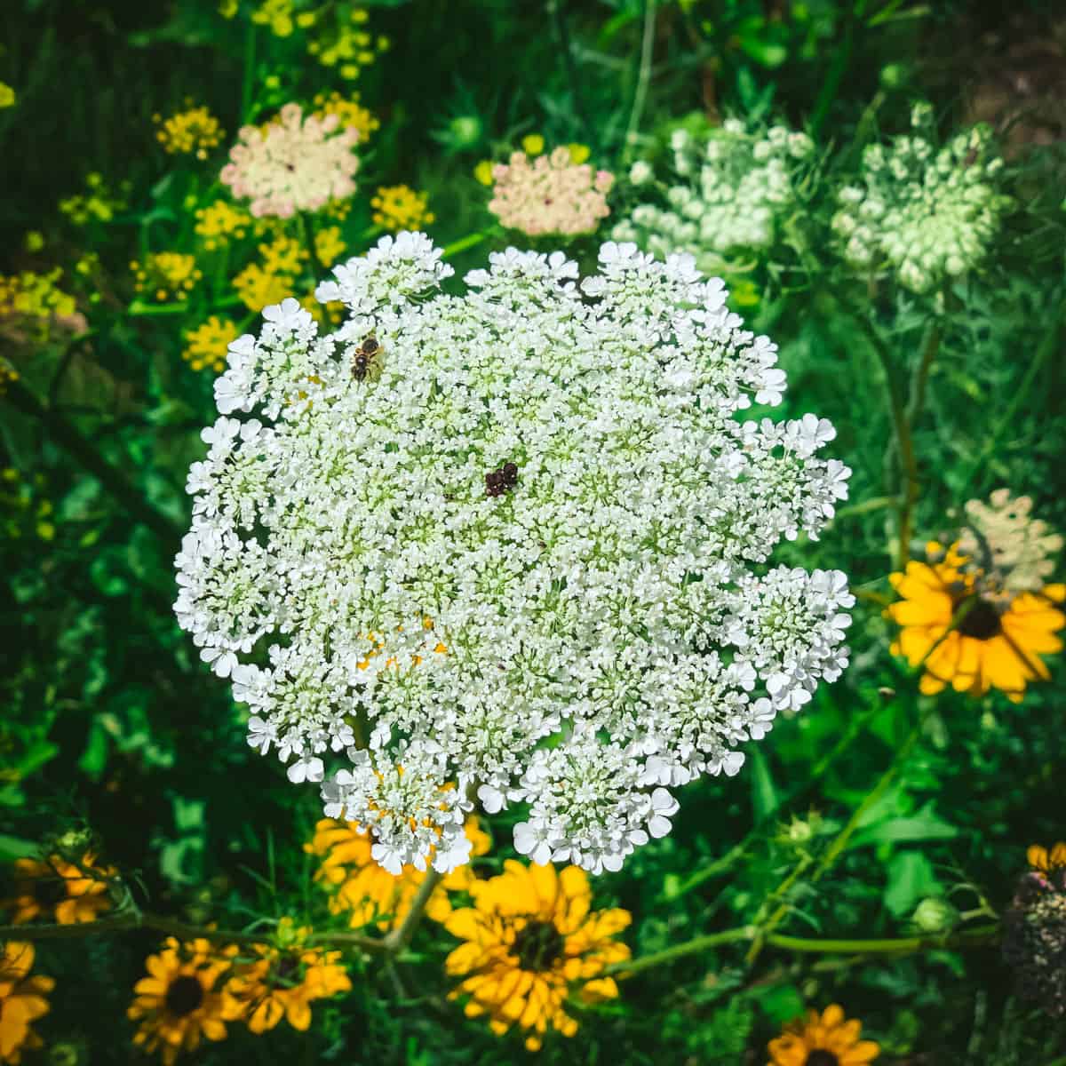 Top view of a Queen Anne's Lace flower with it's signature black dot in the middle, with green grass, more QAL, and yellow flowers in the back ground.